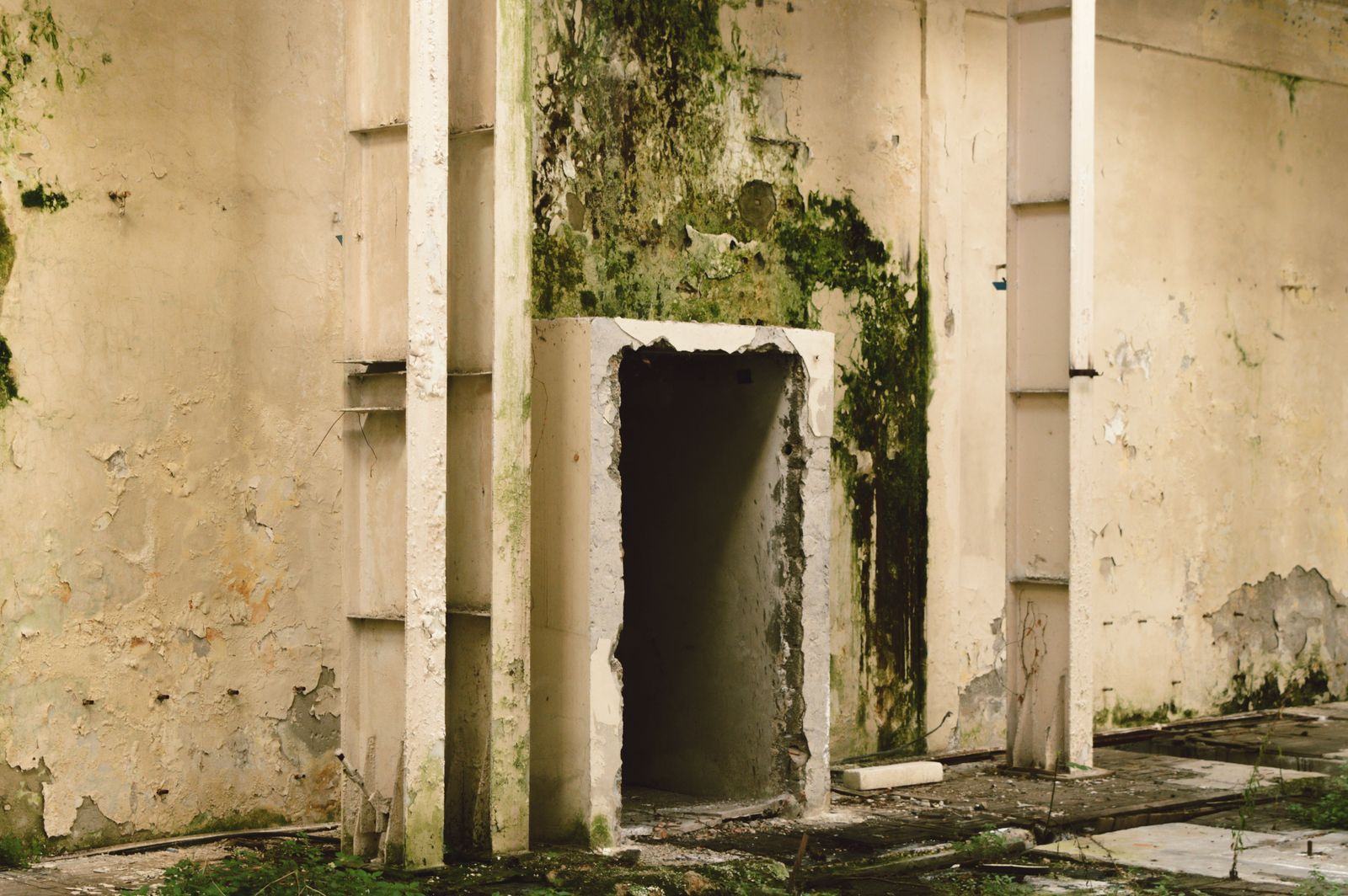 Mold growth spreading across a damp wall in the days after a water leak